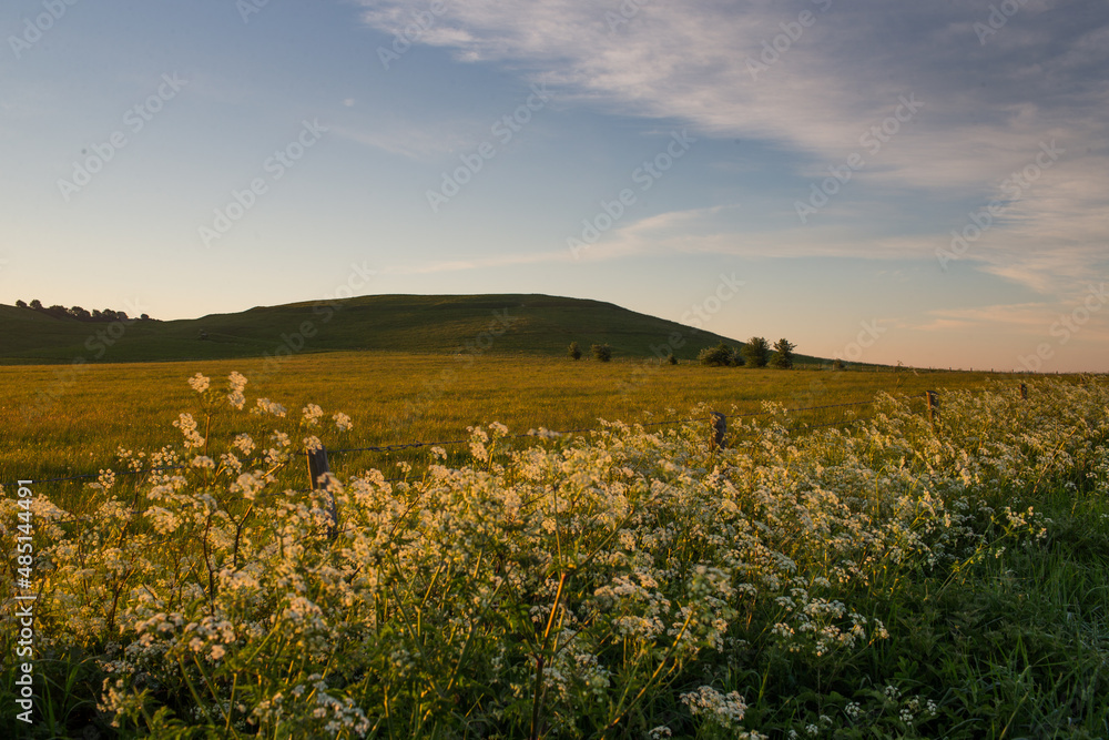 sunset over the field