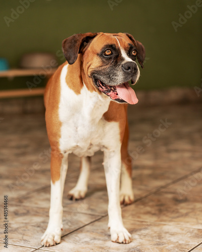 Cão Dog Boxer Cachorro © Fkv Drones