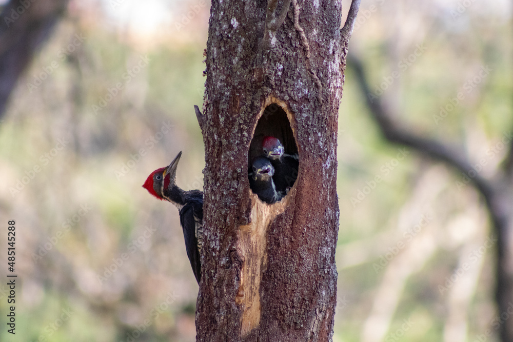 Woodpecker nest. Two little woodpeckers. Woodpecker mom on a Summer day in the jungle of Brazil. Woodpecker nest. Two little woodpeckers. Woodpecker mom on a Summer day in the jungle of Brazil.