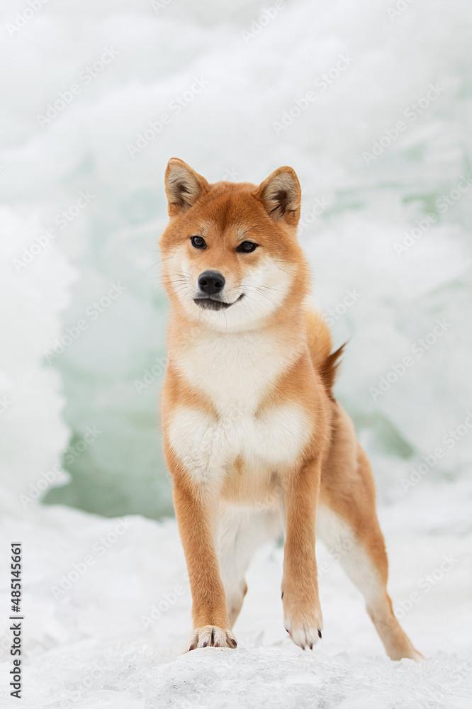 A beautiful dog of the Shiba Inu breed in winter on ice. High quality photo
