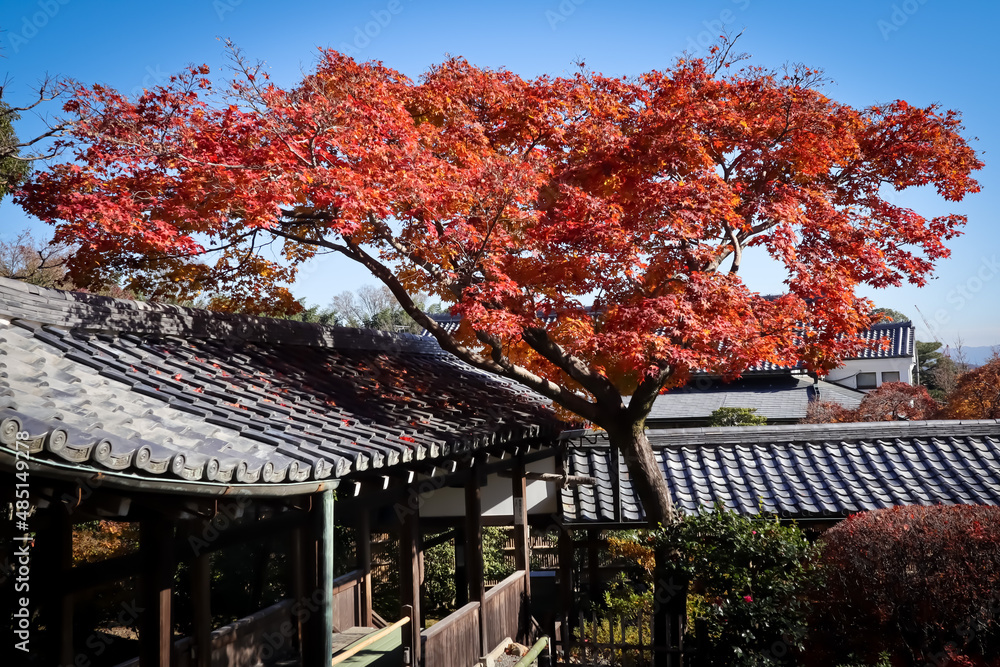 japanese maple tree