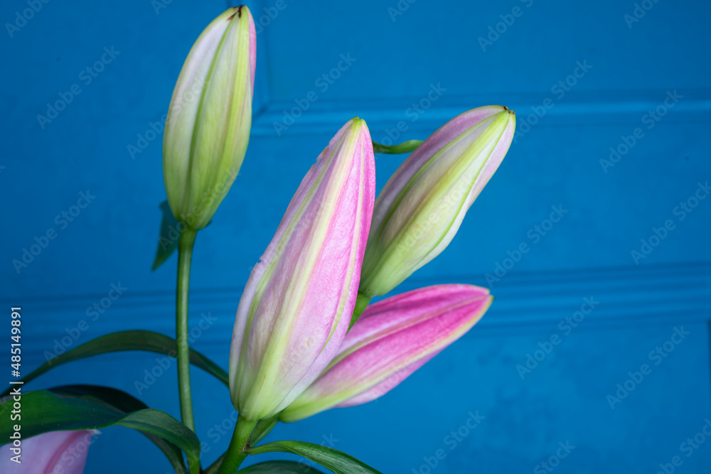 Watercolor flower set, hand-drawn illustration of lilies, bright floral elements isolated on blue background.