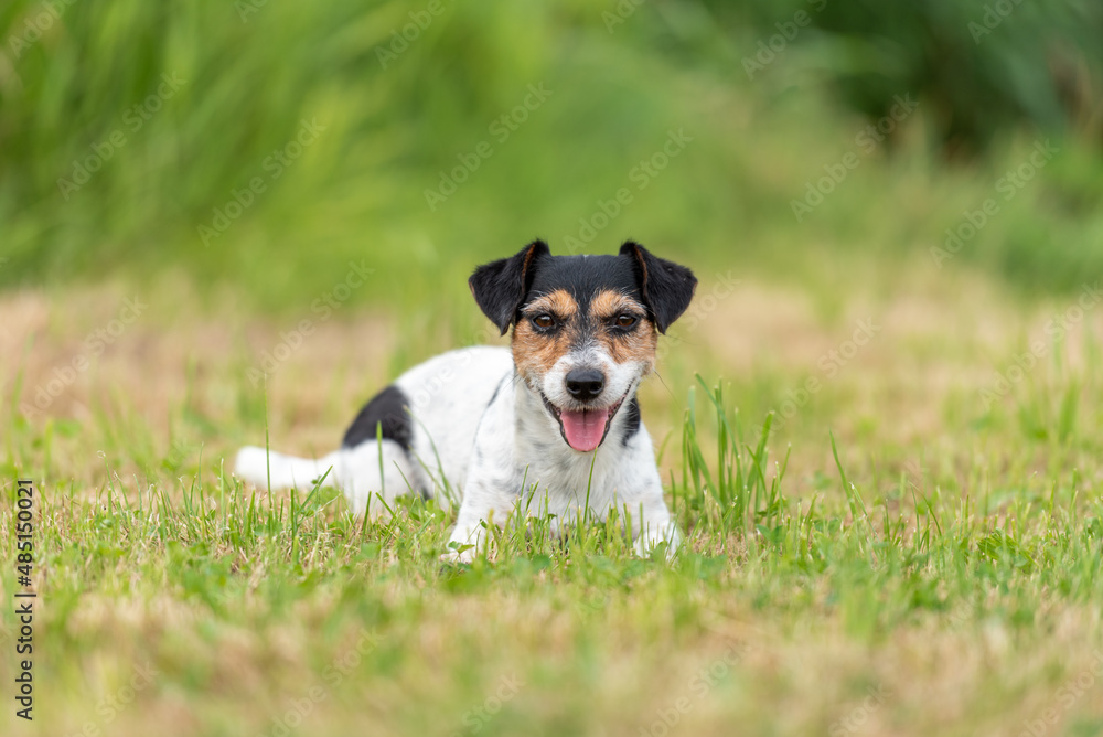  Cute little Jack Russell female 7 years old - dog lies on a green meadow