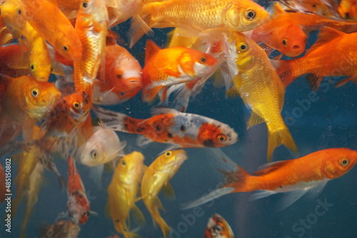 closeup on many colorful goldfish in aquarium © poupine