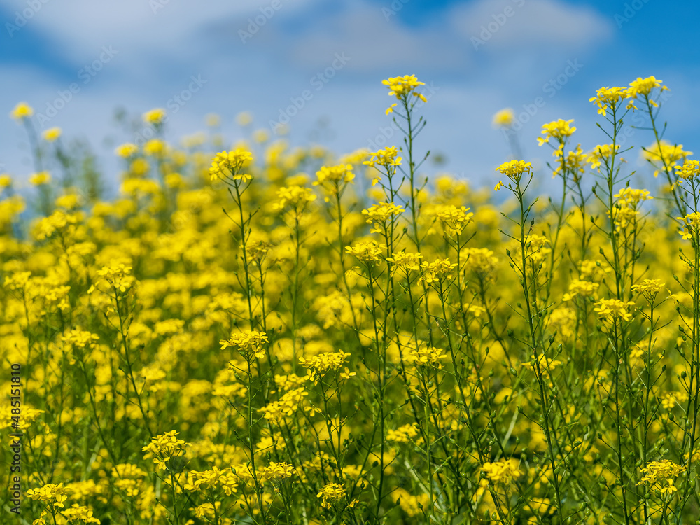 Rapeseed blooming field close-up bright spring background. Rapeseed blooming field close-up bright spring background.