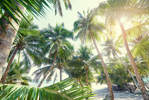 Sunny day. Beautiful green coconut palm trees.