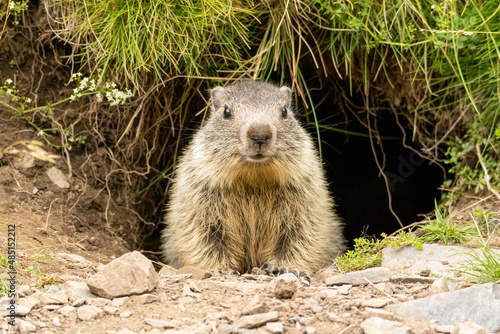 marmotte sortant de son terrier 