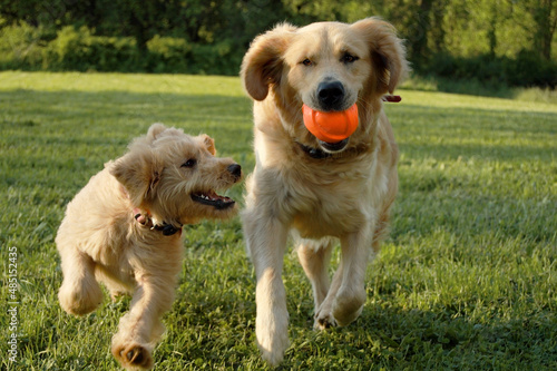 dog and puppy playing together