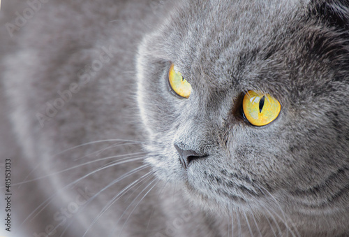 macro of british shorthair blue cat face with yellow eyes