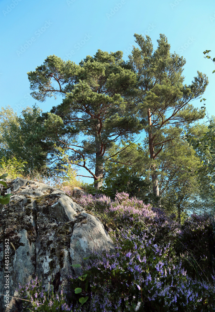 View of a cliff with lilac flowers and a beautiful pine tree on a clear sunny day, Norway. Travel landscape sights of Europe. View of a cliff with lilac flowers and a beautiful pine tree on a clear sunny day, Norway. Travel landscape sights of Europe.