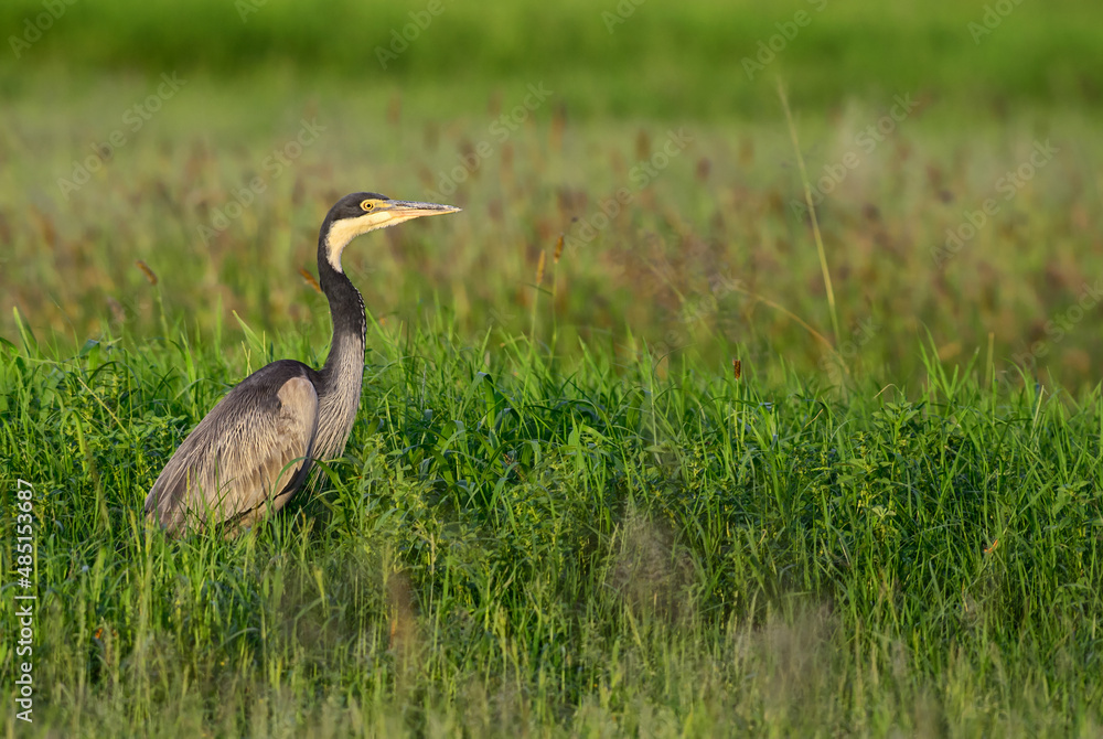 Black-headed Heron - Ardea melanocephala, large water bird from African wetlands and marsches, Amboseli, Kenya. Black-headed Heron - Ardea melanocephala, large water bird from African wetlands and marsches, Amboseli, Kenya.