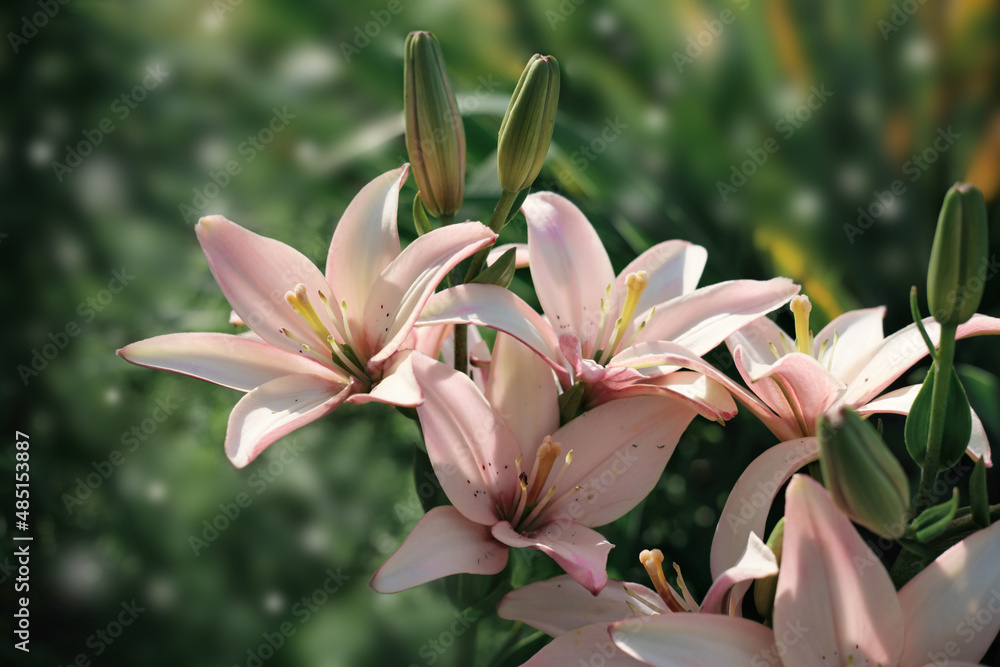 delicate pink lilies blooming in a garden. floral wallpaper or calendar page delicate pink lilies blooming in a garden. floral wallpaper or calendar page