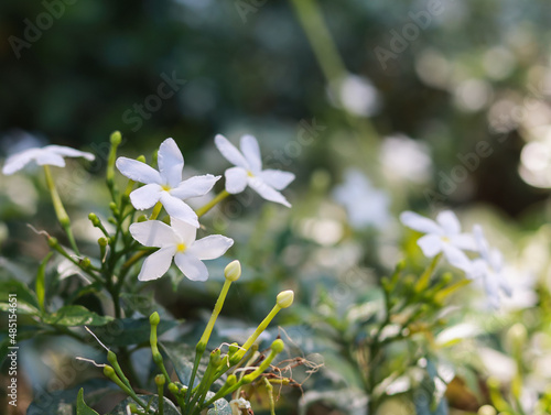 close up of jasminum officinale shrub petal white garden outdoor