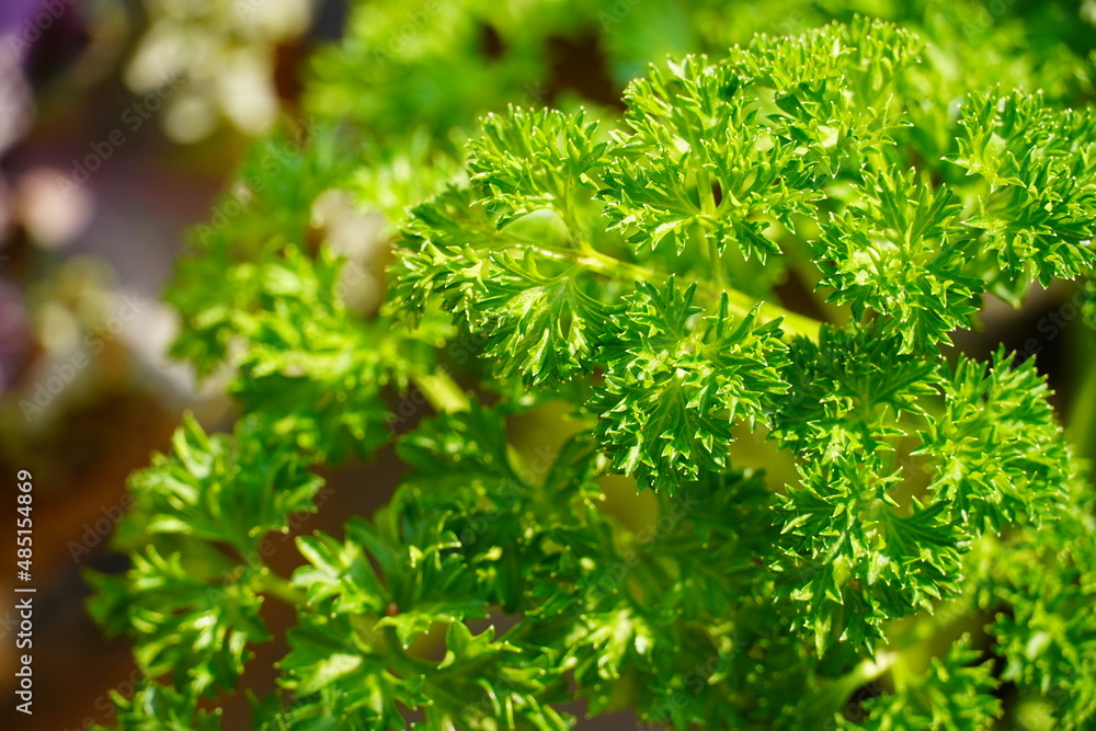 green leaf ecology nature image green leaf ecology nature image