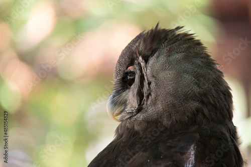 Close-up photo of a Verreaux's or Milky Owl