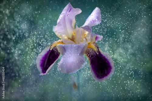 An iris flower in the morning dew.