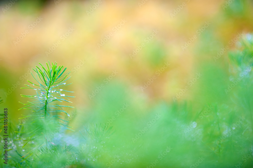 Cypress spurge, Euphorbia cyparissias green growth, selective focus and shallow depth of field