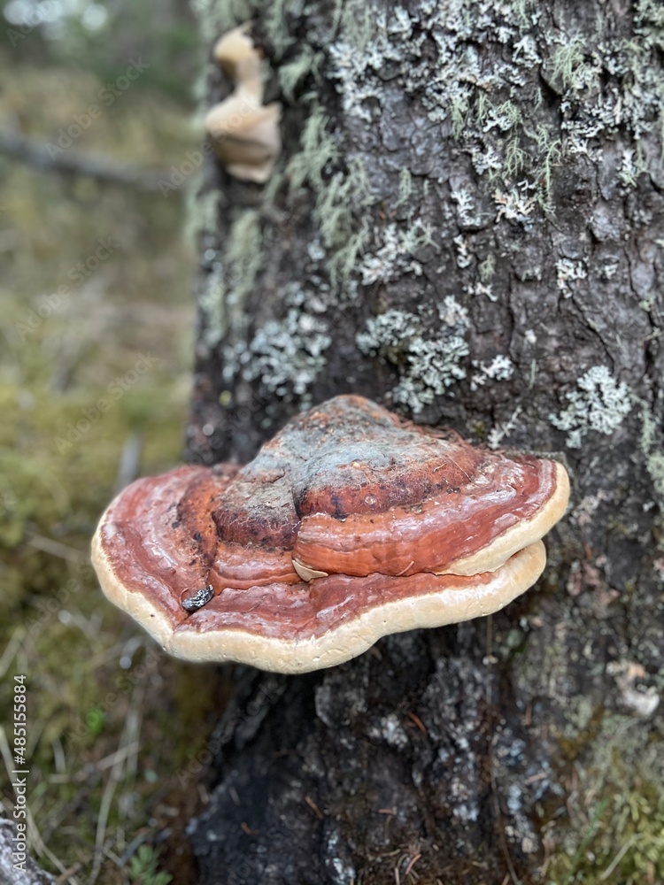 Wild Mushrooms growing at based of a tree Wild Mushrooms growing at based of a tree