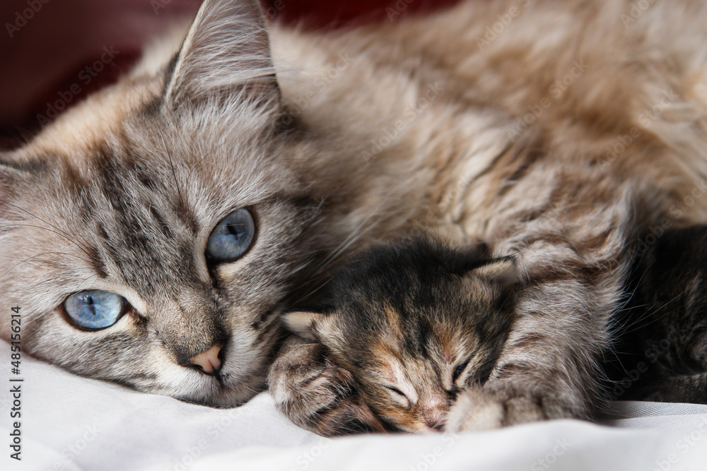 Mother cat and her newborn kitten close-up Mother cat and her newborn kitten close-up