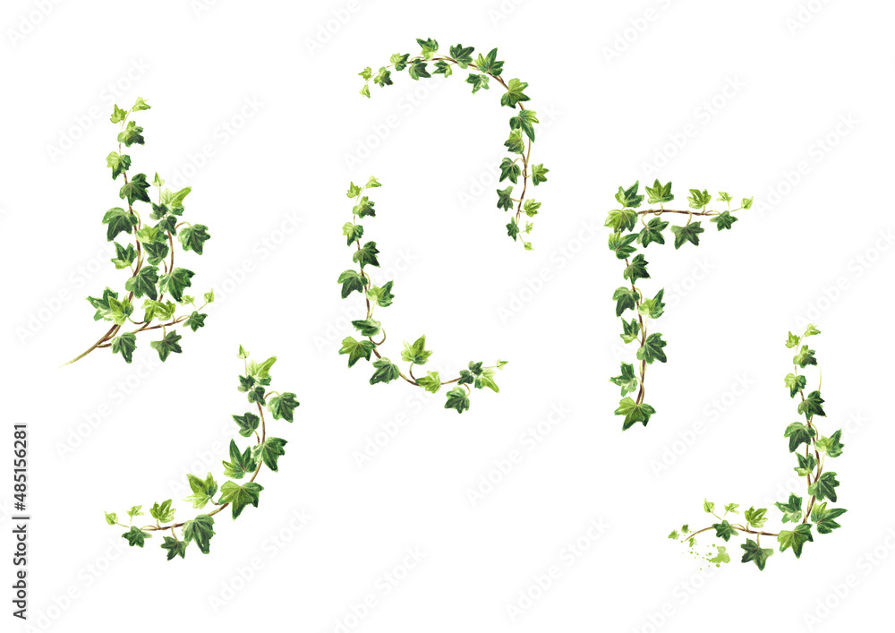 Ivy branch with green leaves frames set, Hand drawn watercolor illustration isolated on white background Ivy branch with green leaves frames set, Hand drawn watercolor illustration isolated on white background