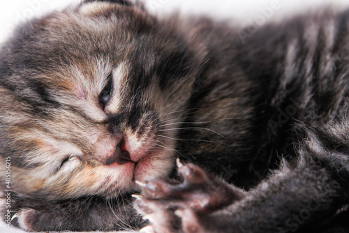 Newborn kitten © Orhan Çam