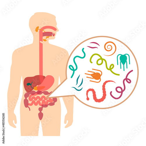 Vector Illustration of a Human Intestinal Parasites, worm disease