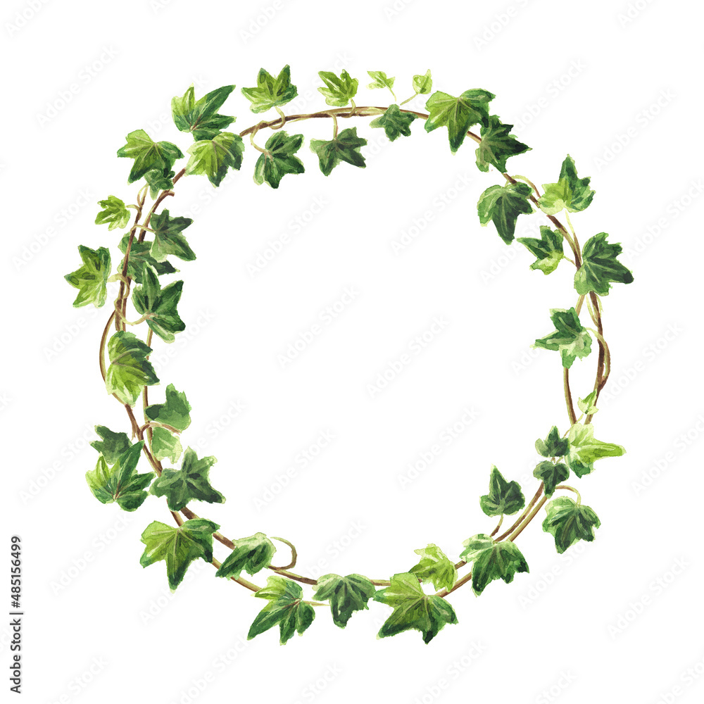 Ivy branch with leaves frame, wreath . Hand drawn watercolor illustration, isolated on white background Ivy branch with leaves frame, wreath . Hand drawn watercolor illustration, isolated on white background