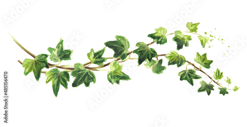Ivy branch with green leaves. Hand drawn watercolor illustration, isolated on white background