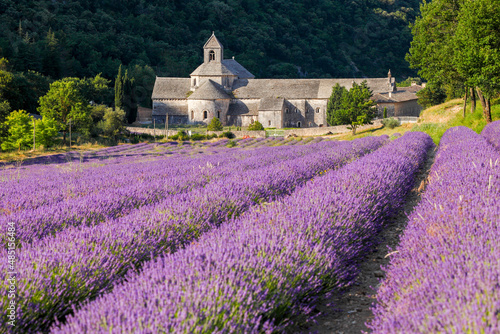 France, Provence Alps Cote d'Azur, Haute Provence, Cistercian monastery of Senanque beside lavender field