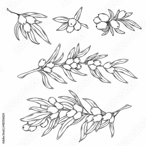 Sea buckthorn doodle vector stock illustration.