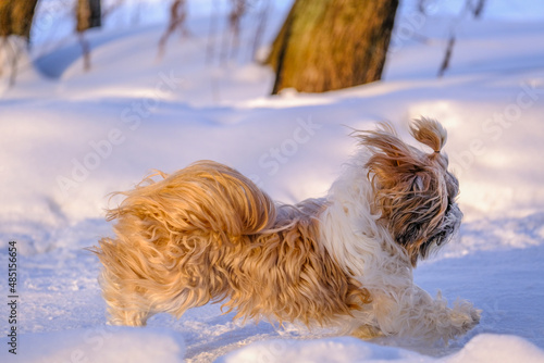 shih tzu dog runs along a snowy road at sunset in winter photo