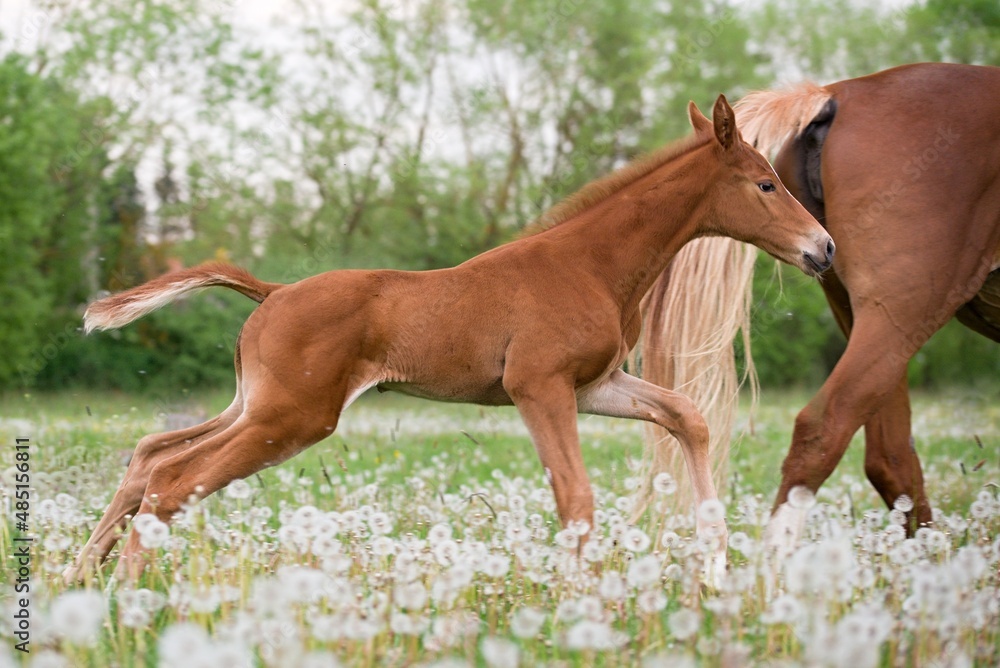 Fototapeta premium warmblood