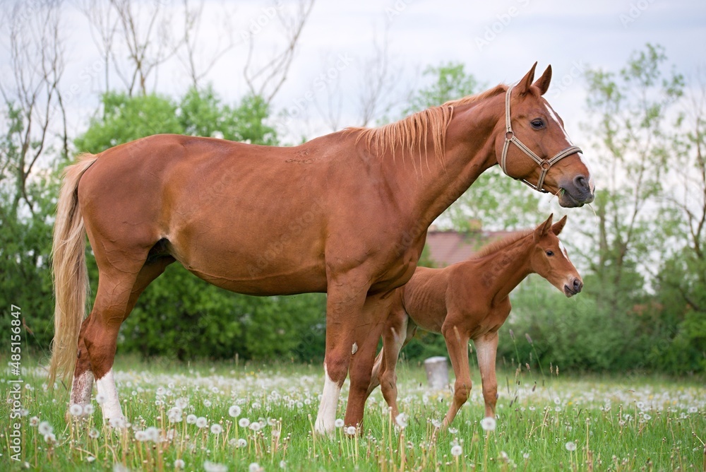 Fototapeta premium warmblood