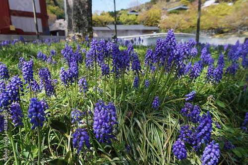 Beautiful Muscari flowers blooming in Katsuo-ji, Minoo City, Osaka Prefecture, Japan photo