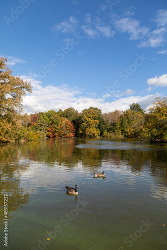 Ducks swimming in central park lake in autumn, New York city
