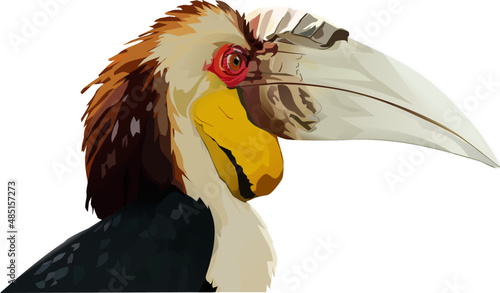 rangkong enggang bird