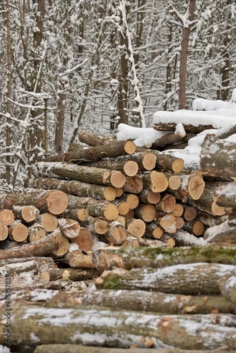 Freshly Harvested Timber from a Logging Operation Piled by the Forest in Winter © Mark van Dam