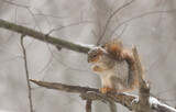 Fox Squirrel (Sciurus niger) perched on a tree branch during a winter storm. 