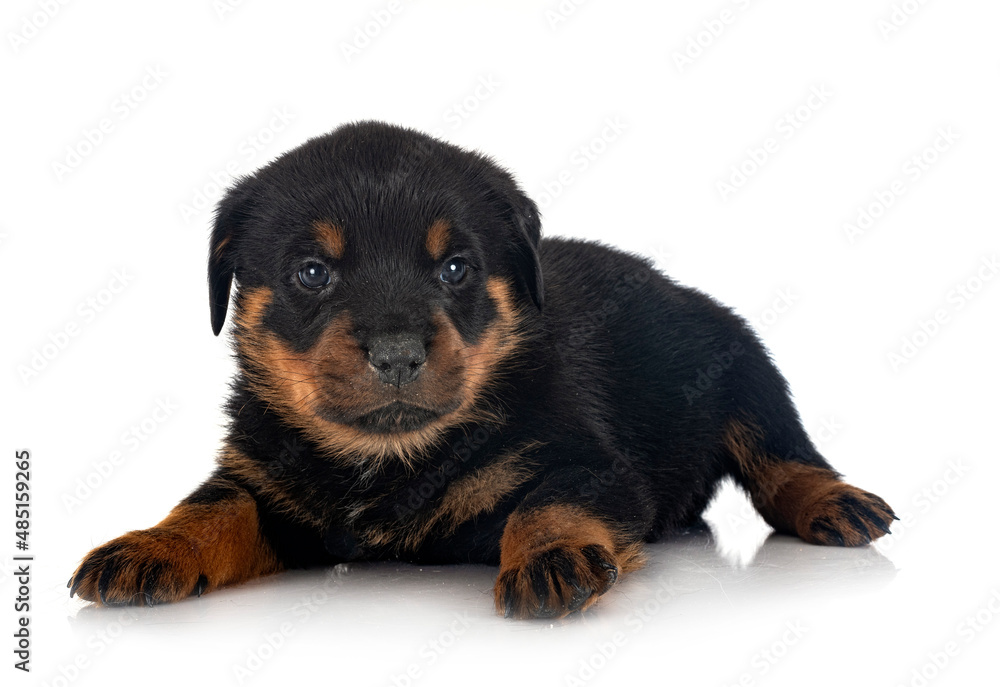 Obraz premium puppy rottweiler in studio