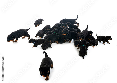 Valokuva puppies rottweiler in studio