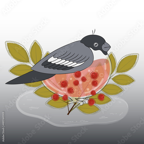 Bullfinch on a Rowan Branch