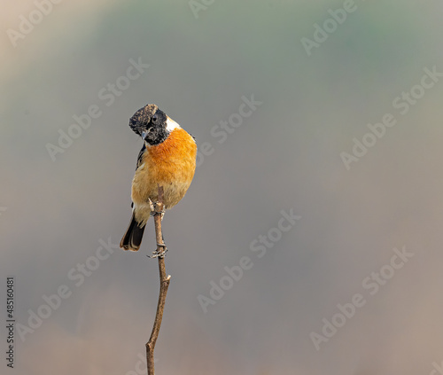 A Stone Chat posing in style © YK