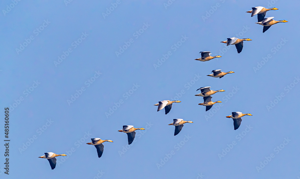 A group of bar headed Goose in sky