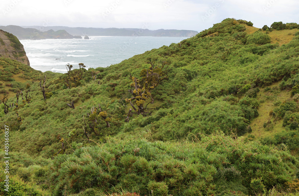 The wild vegetation of the island of Chiloe, Chile The wild vegetation of the island of Chiloe, Chile