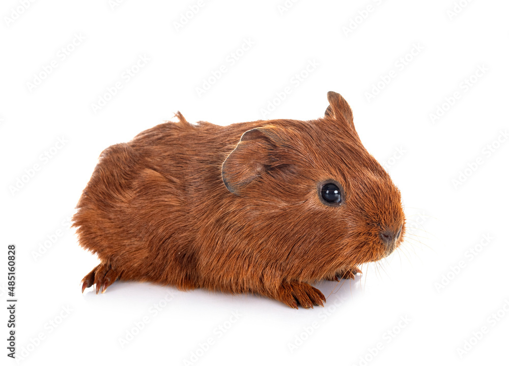 guinea pig in studio guinea pig in studio