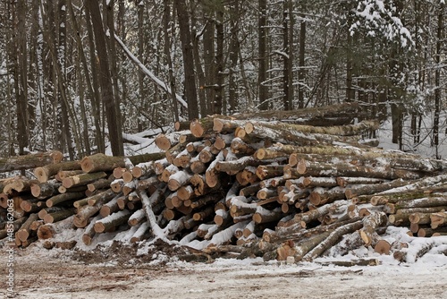 Freshly Harvested Timber from a Logging Operation Piled by the Forest in Winter