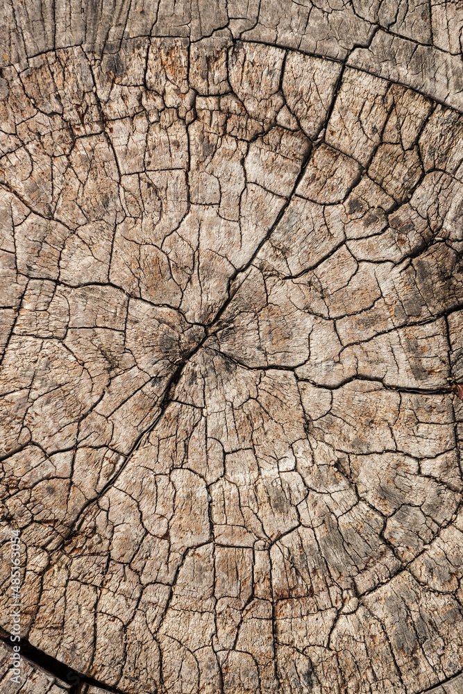 Natural wood texture for background. Copy space, banner Natural wood texture for background. Copy space, banner