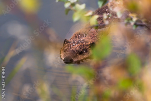 North American Beaver (Castor canadensis) swimming in calm water close up wildlife portrait  © Jordan Feeg