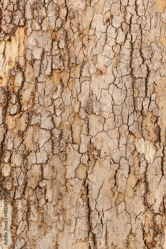 Natural wood texture for background. Copy space, banner © Carlos