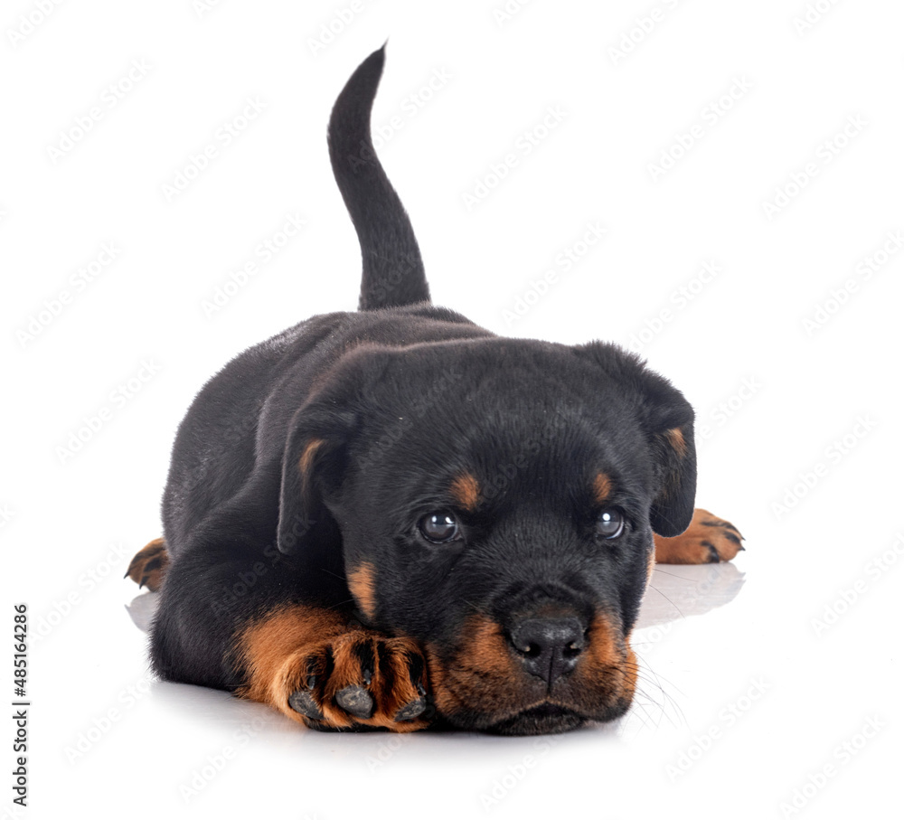Fototapeta premium puppy rottweiler in studio